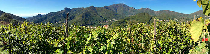 Amalfi Coast Wheelchair Accessible Wine Tasting